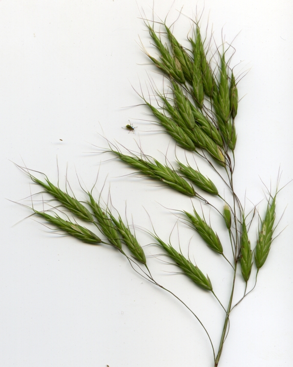 Image of Bromus japonicus specimen.