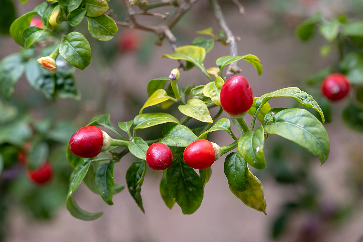 Image of Solanum pseudocapsicum specimen.