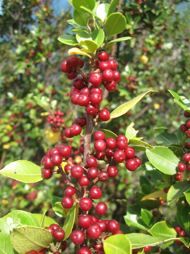 Image of Rhamnus alaternus specimen.