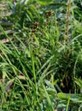 Carex polyphylla. Верхушки цветущих растений. Киргизия, Джалал-Абадская обл., Западный Тянь-Шань, северный берег оз. Сары-Челек, ≈ 1900 м н.у.м., влажный луг. 13.07.2022.