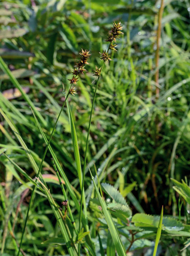 Изображение особи Carex polyphylla.