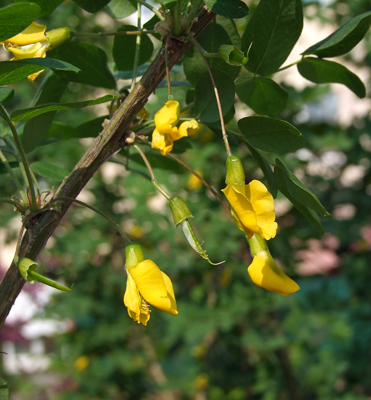 Изображение особи Caragana arborescens.