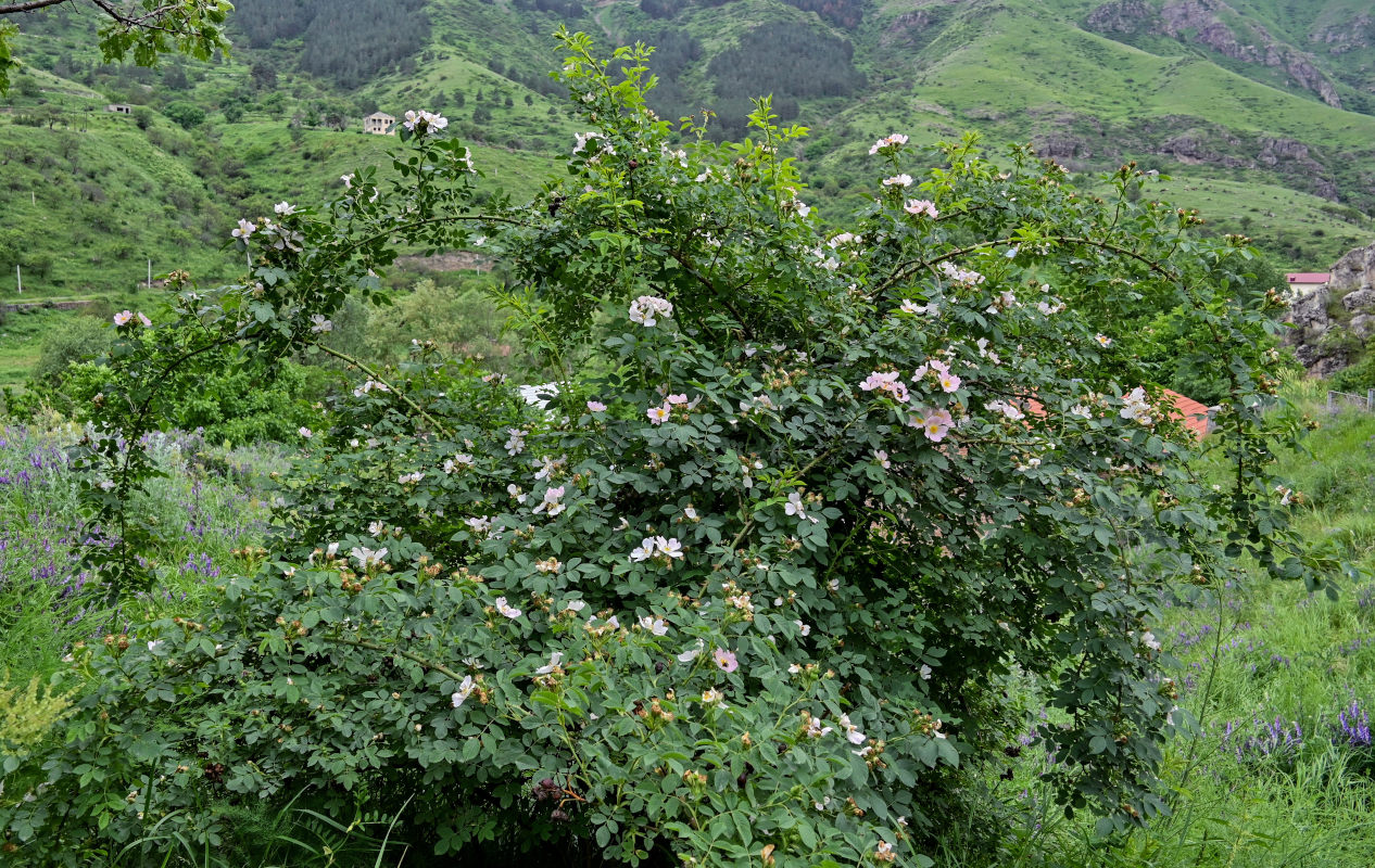 Изображение особи Rosa oxyodon.