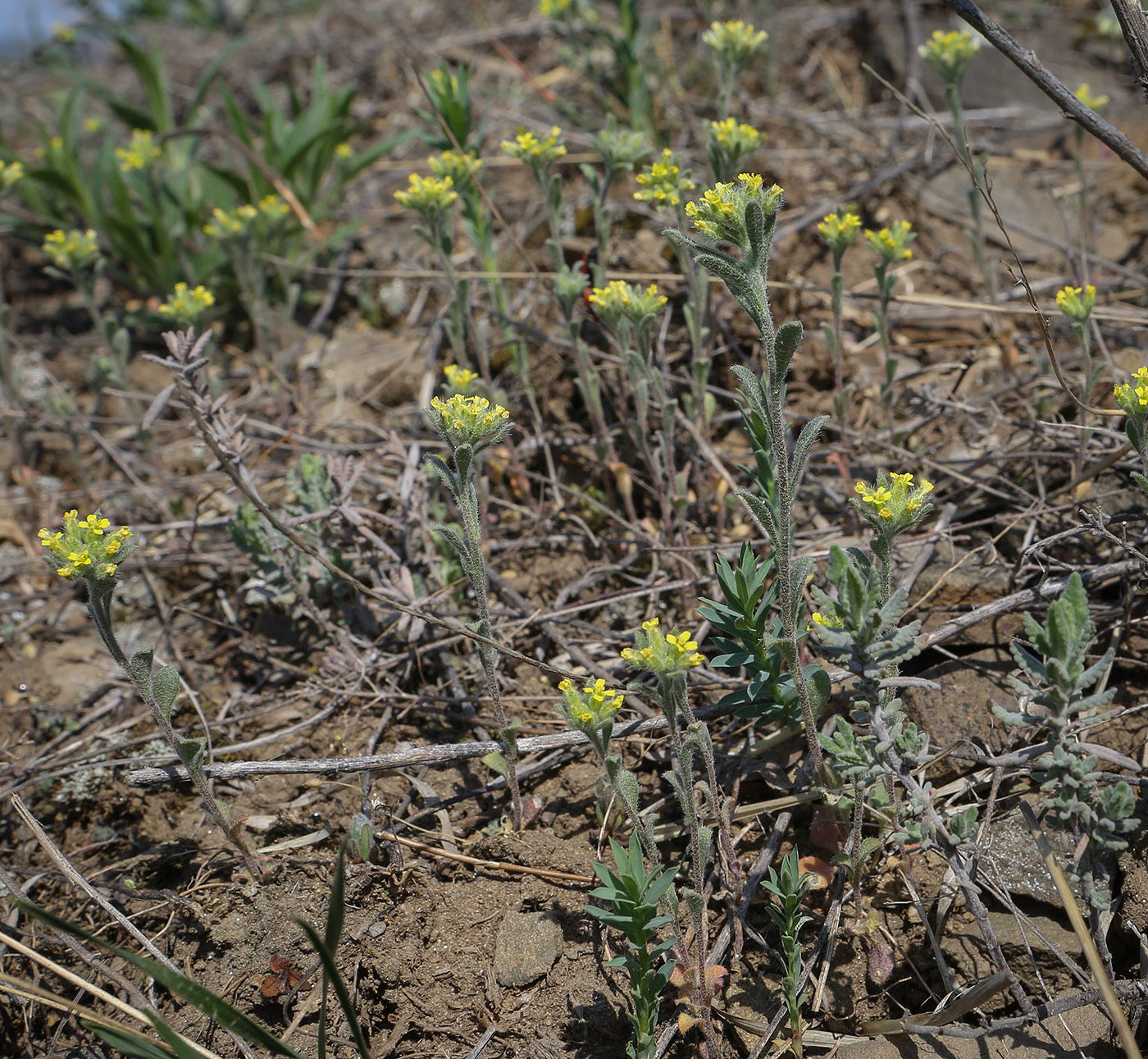 Image of Alyssum hirsutum specimen.