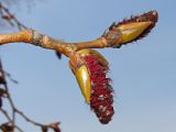 Populus suaveolens. Верхушка побега с мужскими соцветиями. Хабаровский край, окр. г. Комсомольск-на-Амуре, обочина грунтовой дороги. 30.04.2024.