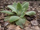 Verbascum thapsus. Вегетирующее растение в капельках росы. Беларусь, Минская обл., Мядельский р-н, национальный парк \"Нарочанский\", заказник \"Голубые озёра\", сосново-еловый лес, возле смотровой площадки на туристической экотропе. 07.04.2024.