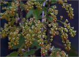 Ribes rubrum. Соцветия. Московская обл., Раменский р-н, окр. дер. Хрипань, садовый участок. 06.05.2024.