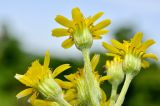 Tephroseris kirilowii