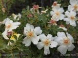 genus Rosa