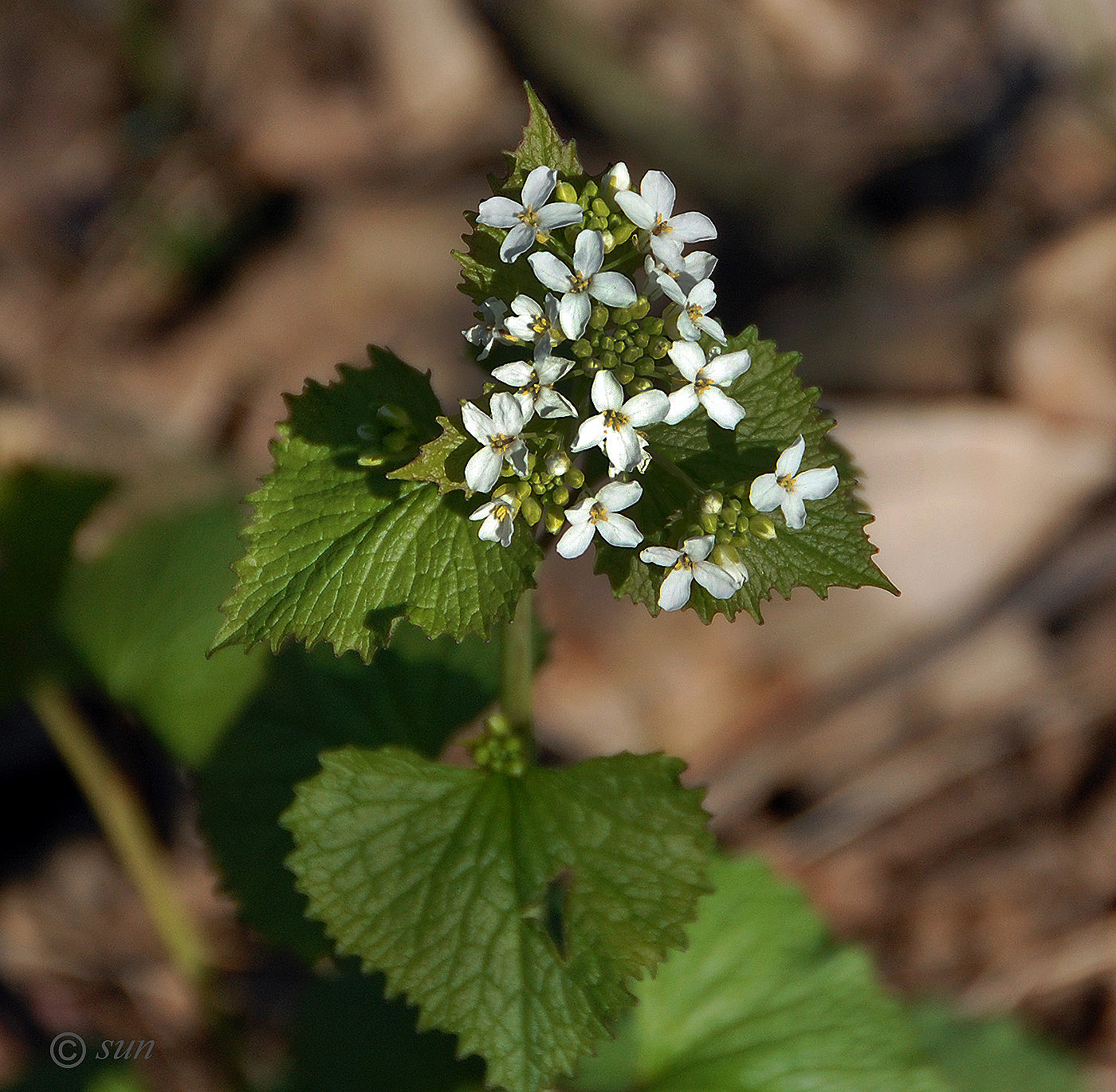 Image of Alliaria petiolata specimen.