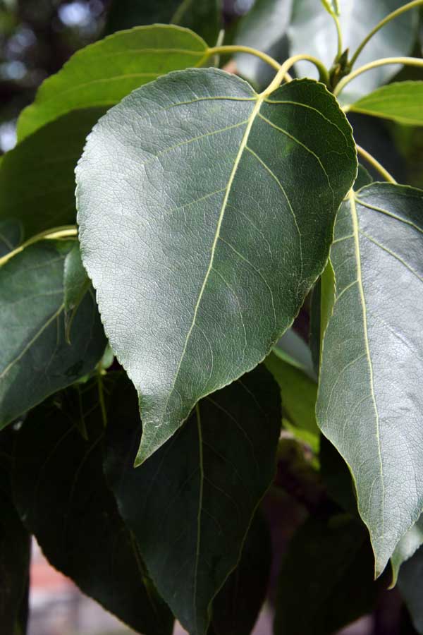 Image of genus Populus specimen.