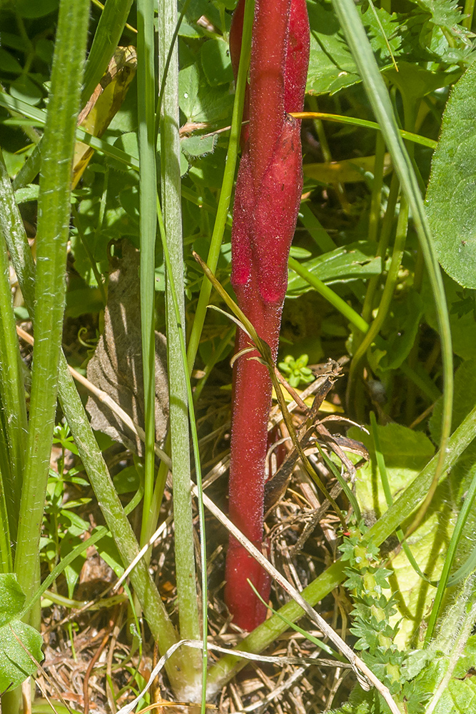 Изображение особи Phelypaea coccinea.