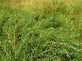 Euphorbia palustris. Вегетирующее растение на пересохшем луге. Украина, Днепропетровская обл., Петриковский р-н, пгт Куриловка, луг в пойме Днепра. 28.07.2010.
