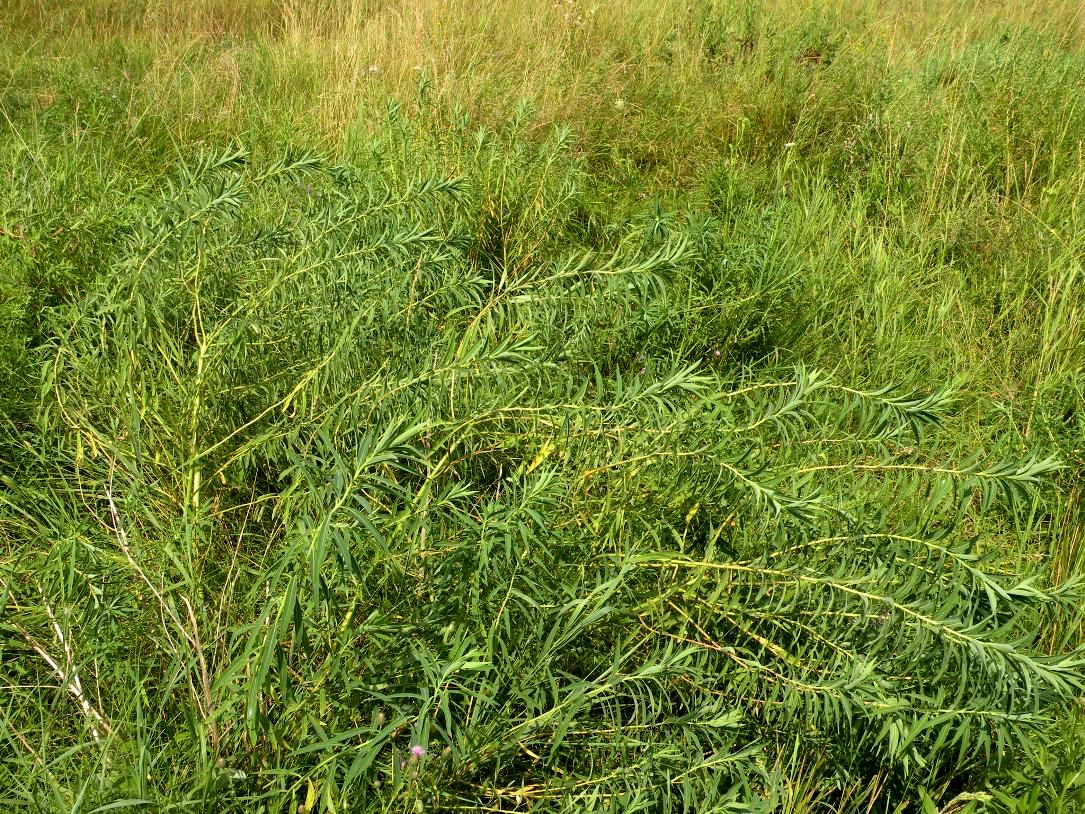 Image of Euphorbia palustris specimen.