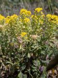 Odontarrhena tortuosa. Веточка цветущего и плодоносящего растения в сообществе с Teucrium chamaedrys. Крым, Южный Берег, окр. с. Лучистое, гора Южная Демерджи, луг на склоне. 03.06.2024.