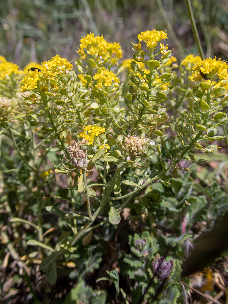 Image of Odontarrhena tortuosa specimen.
