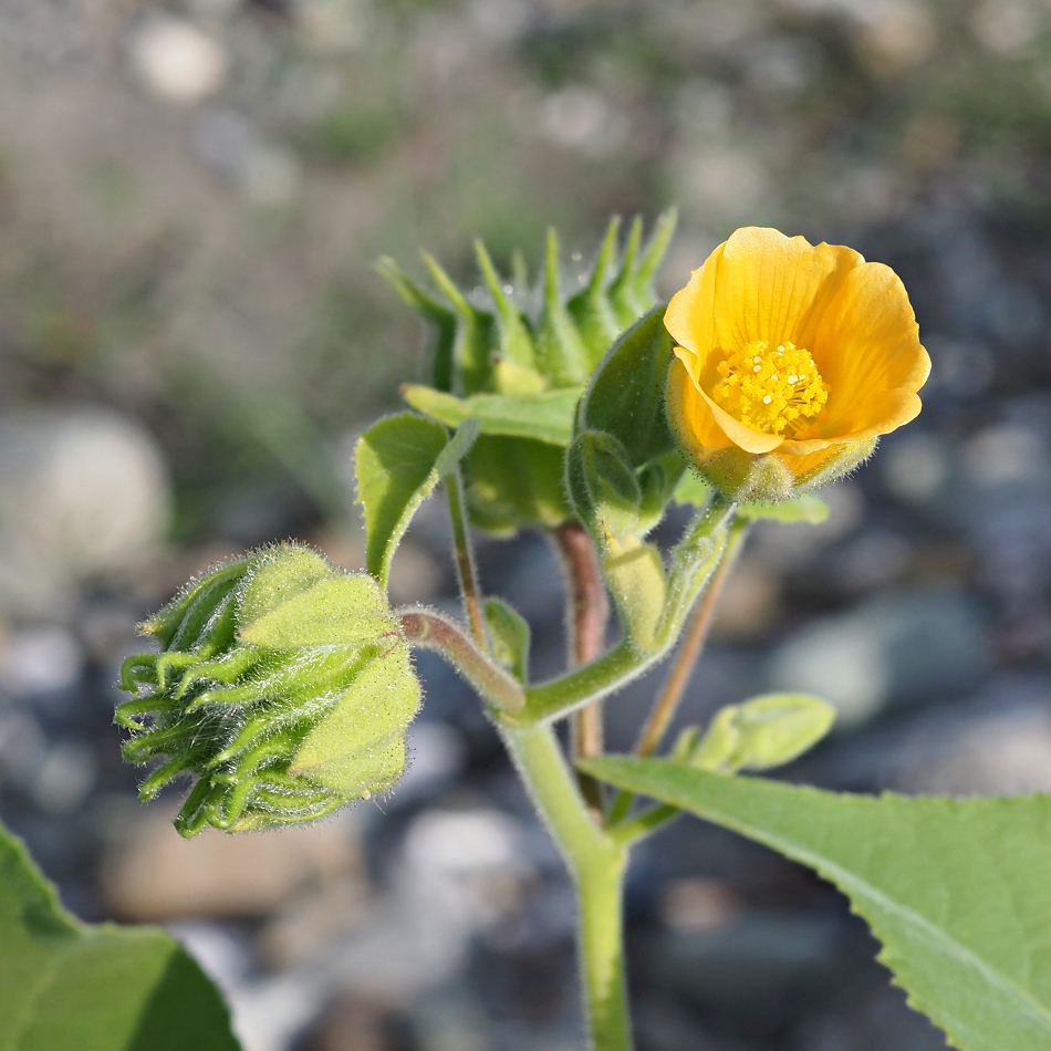 Image of Abutilon theophrasti specimen.