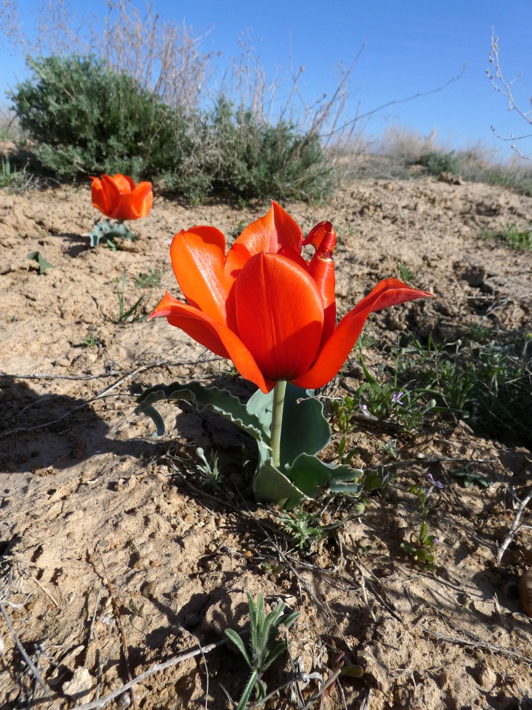 Изображение особи Tulipa borszczowii.