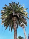 Phoenix canariensis. Верхняя часть ствола и крона взрослого дерева (видны свисающие с кроны побеги другого растения). Краснодарский край, Сочи, Хостинский р-н, парк \"Дендрарий\", в культуре. 13.03.2025.