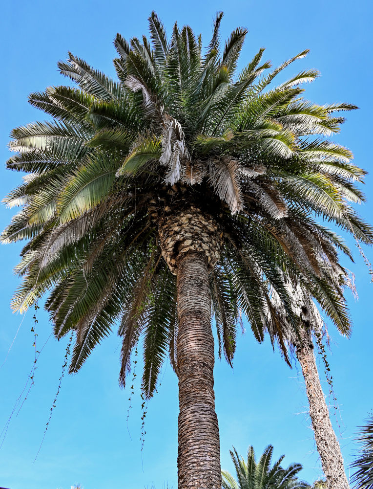 Image of Phoenix canariensis specimen.
