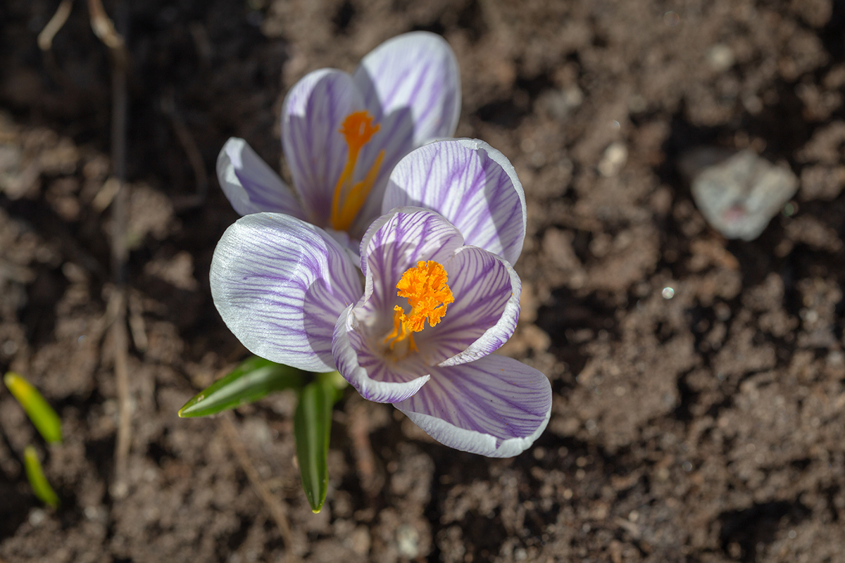 Изображение особи Crocus vernus.