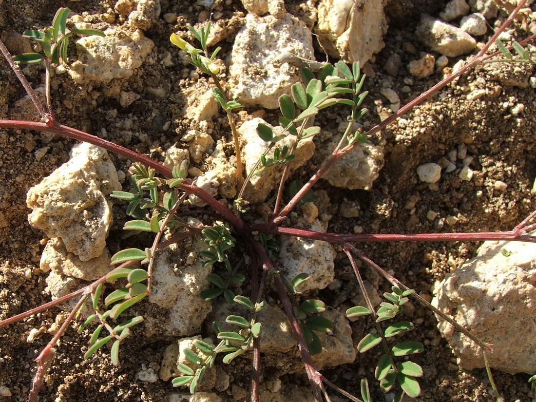 Image of Hippocrepis ciliata specimen.