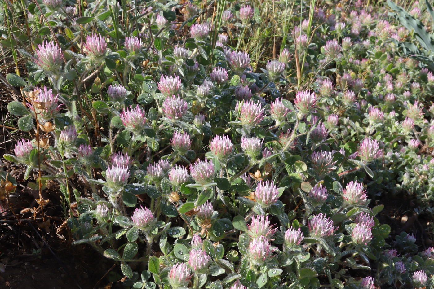 Image of Trifolium hirtum specimen.