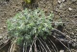 genus Artemisia