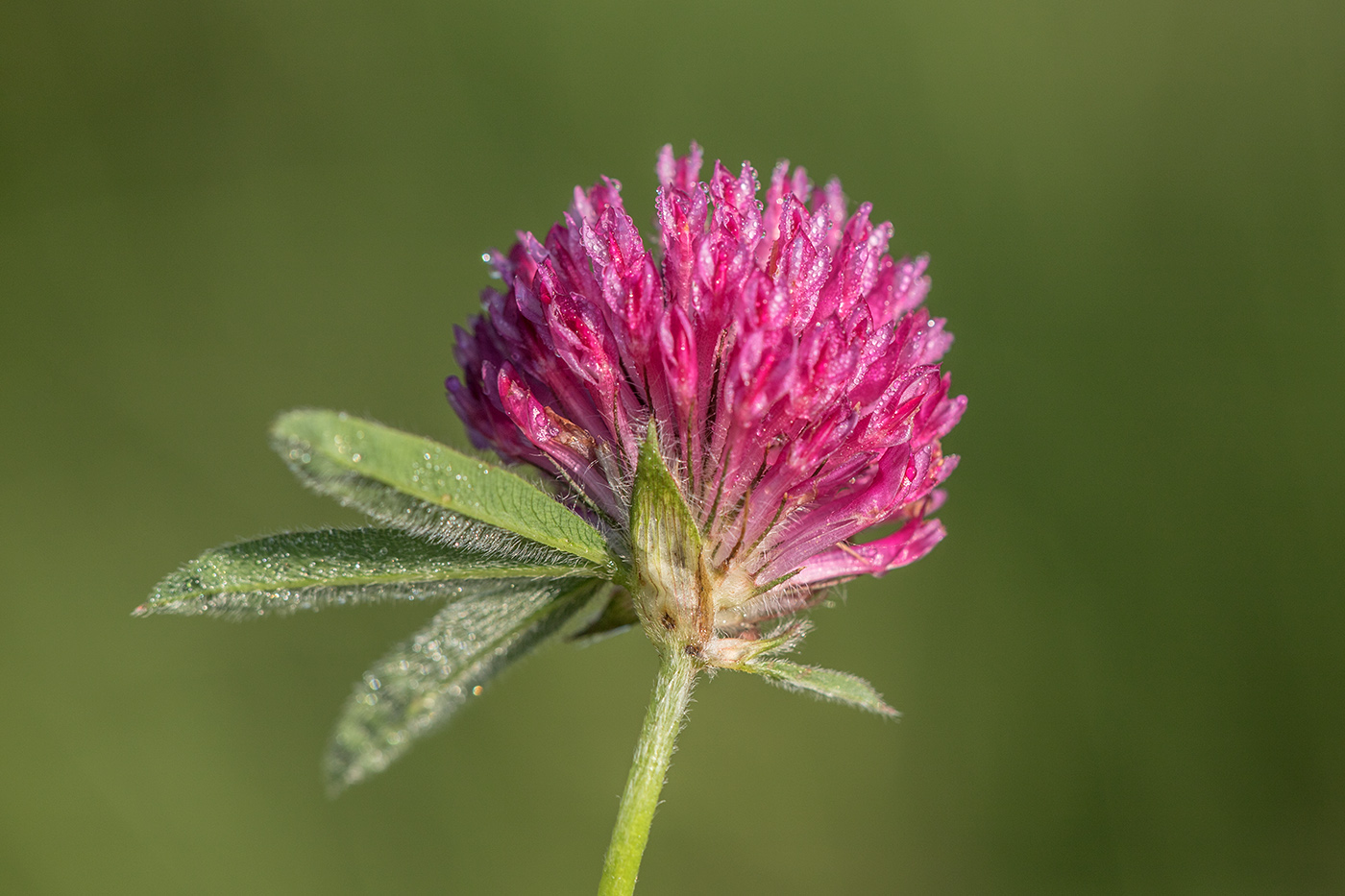 Image of Trifolium alpestre specimen.