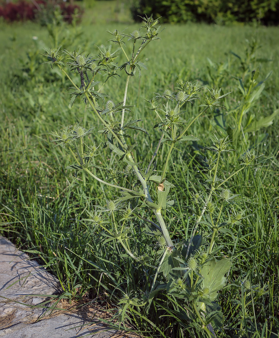 Изображение особи Eryngium planum.