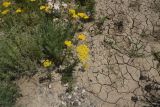 род Achillea