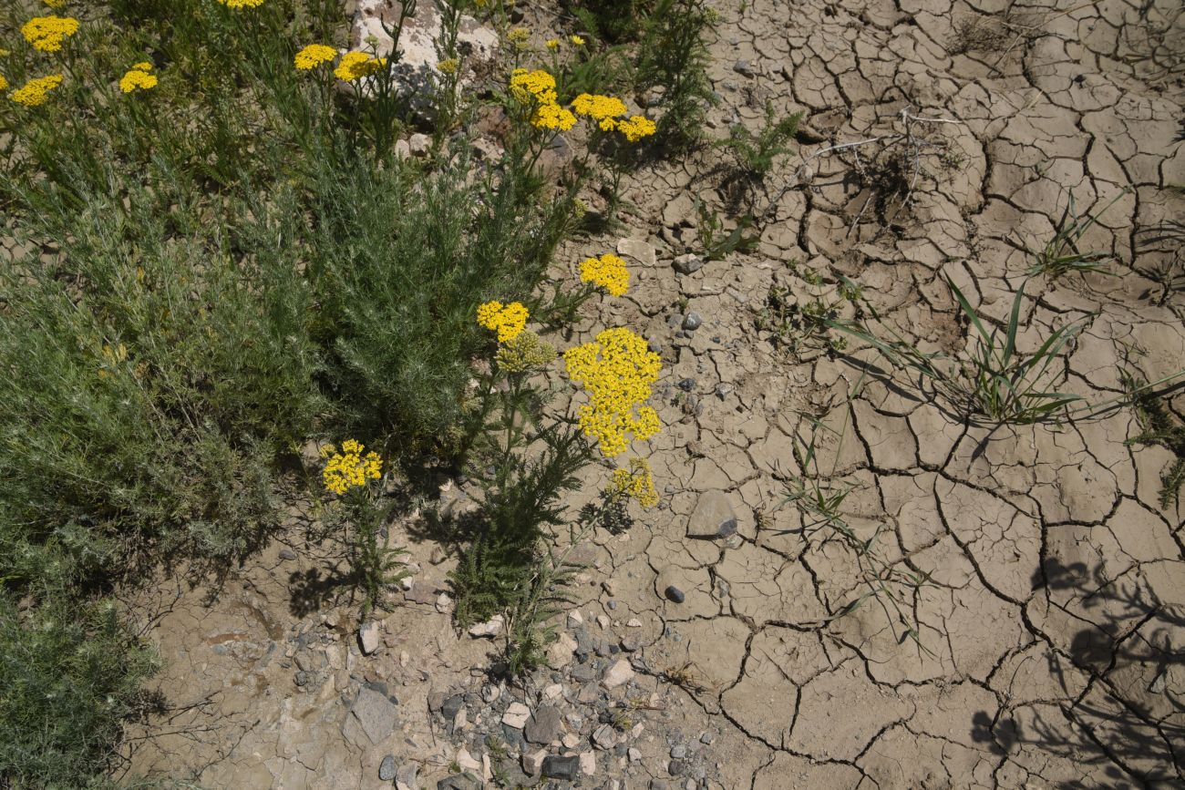 Image of genus Achillea specimen.