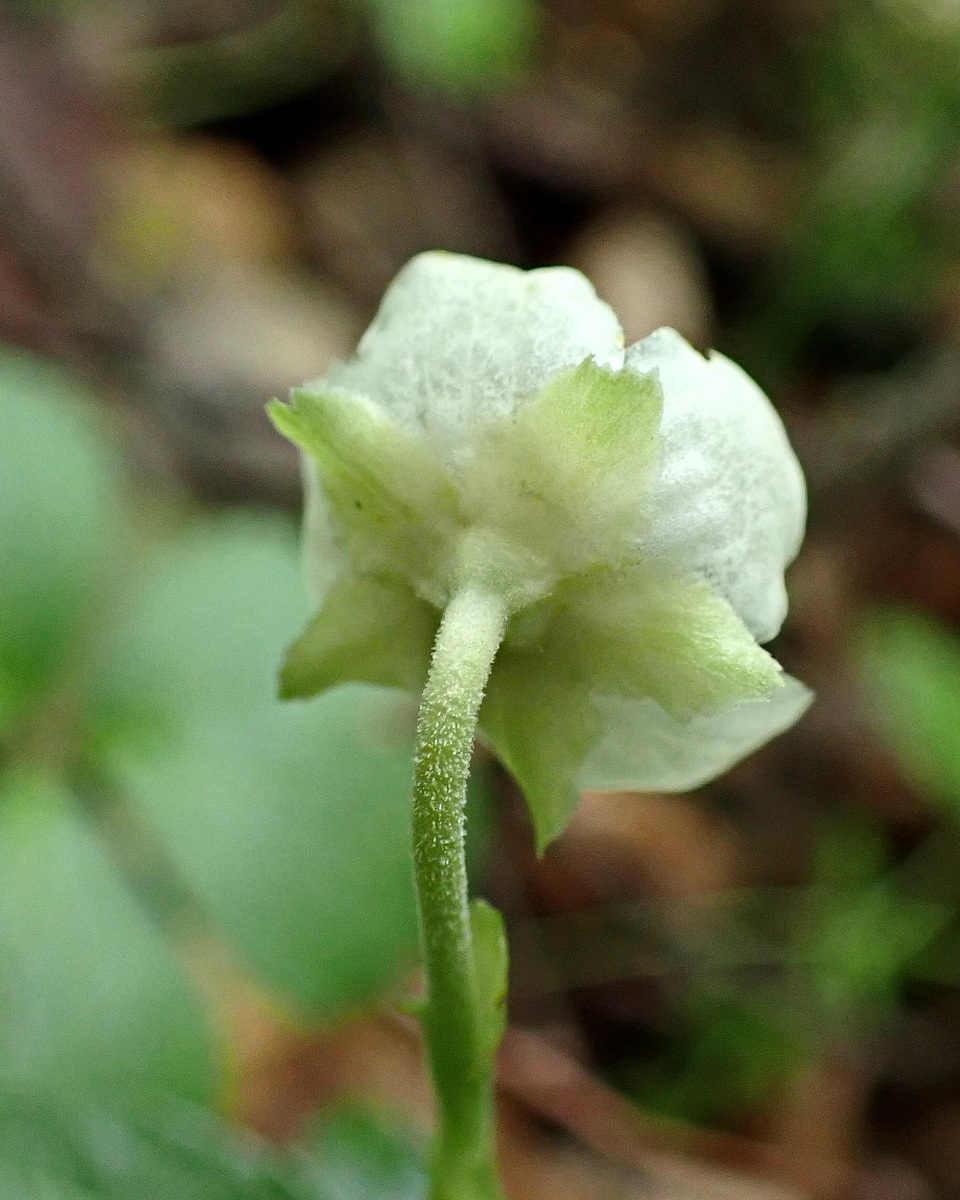 Изображение особи Chimaphila japonica.
