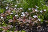 Trientalis europaea