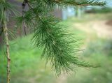 Larix decidua