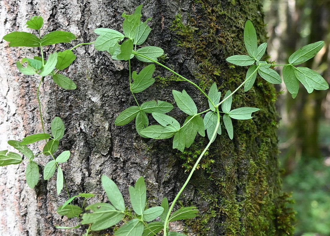 Image of genus Thalictrum specimen.