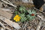 Eranthis longistipitata