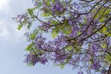Смотреть изображение Jacaranda mimosifolia