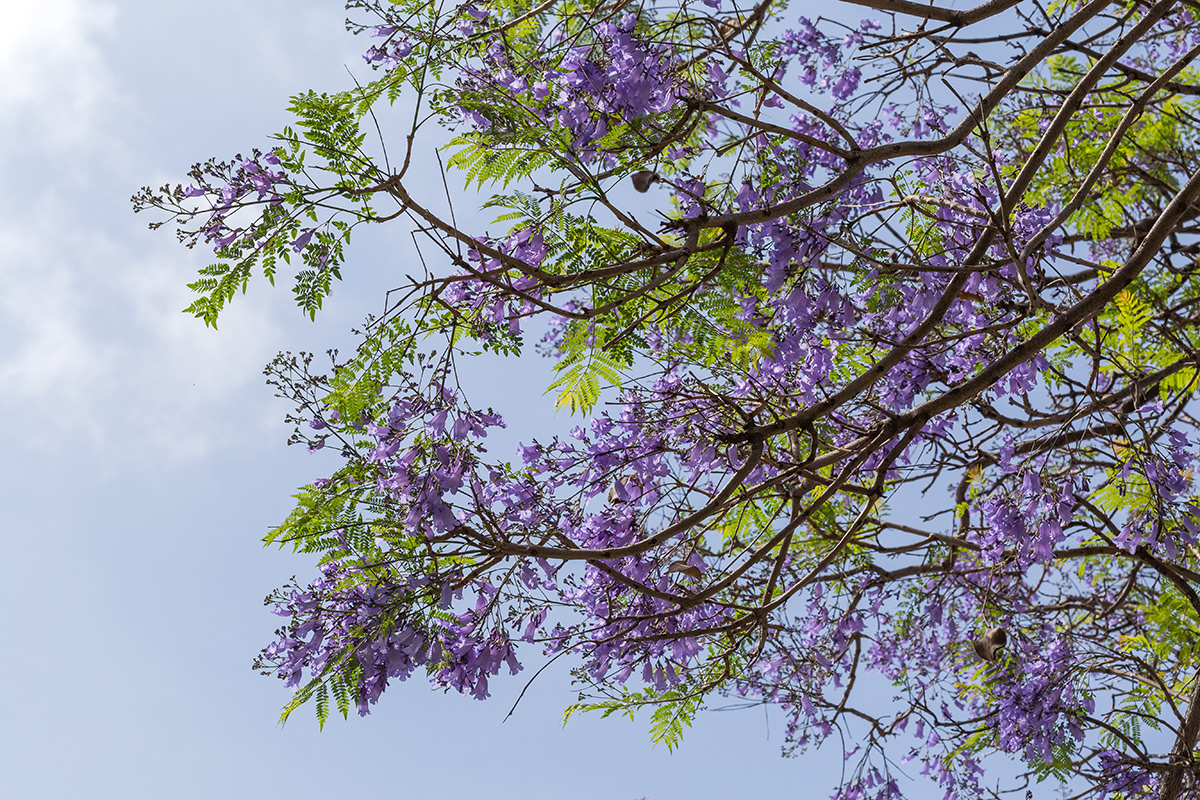 Изображение особи Jacaranda mimosifolia.