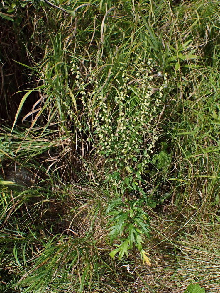 Image of Artemisia integrifolia specimen.