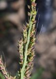 Echinochloa crus-galli