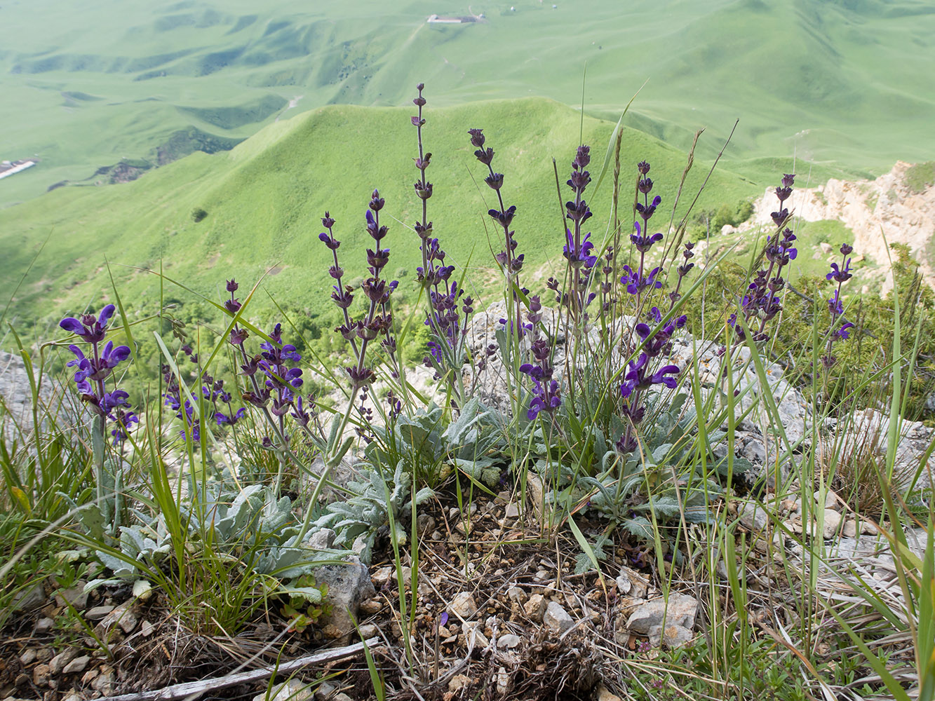Image of Salvia canescens specimen.