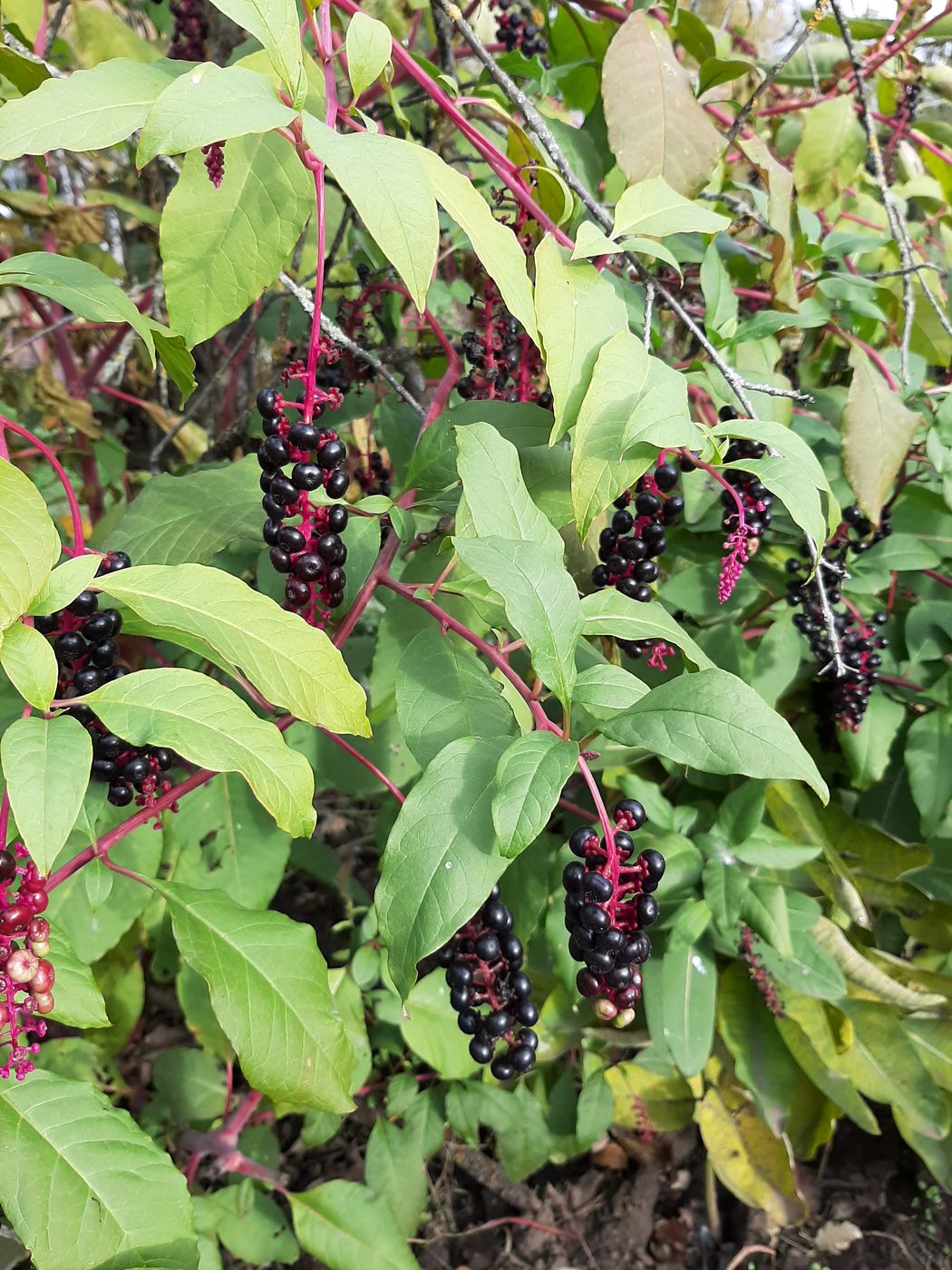 Image of Phytolacca americana specimen.
