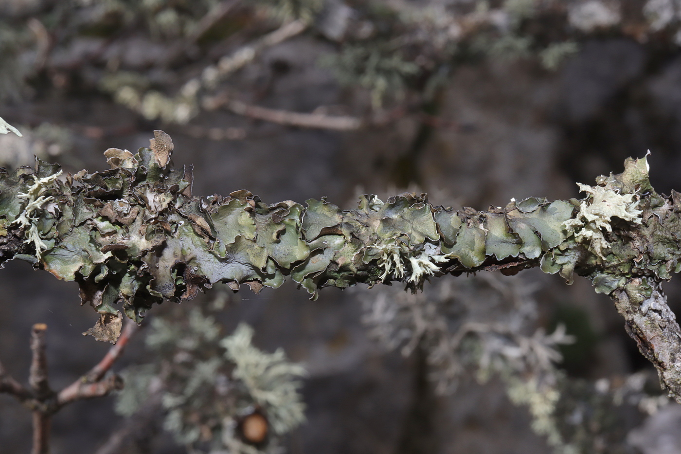 Изображение особи Pleurosticta acetabulum.