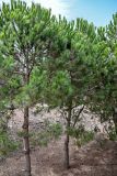 Pinus pinea. Взрослые деревья. Португалия, округ Сетубал, п-ов Троя, придорожные посадки. 16.08.2025.