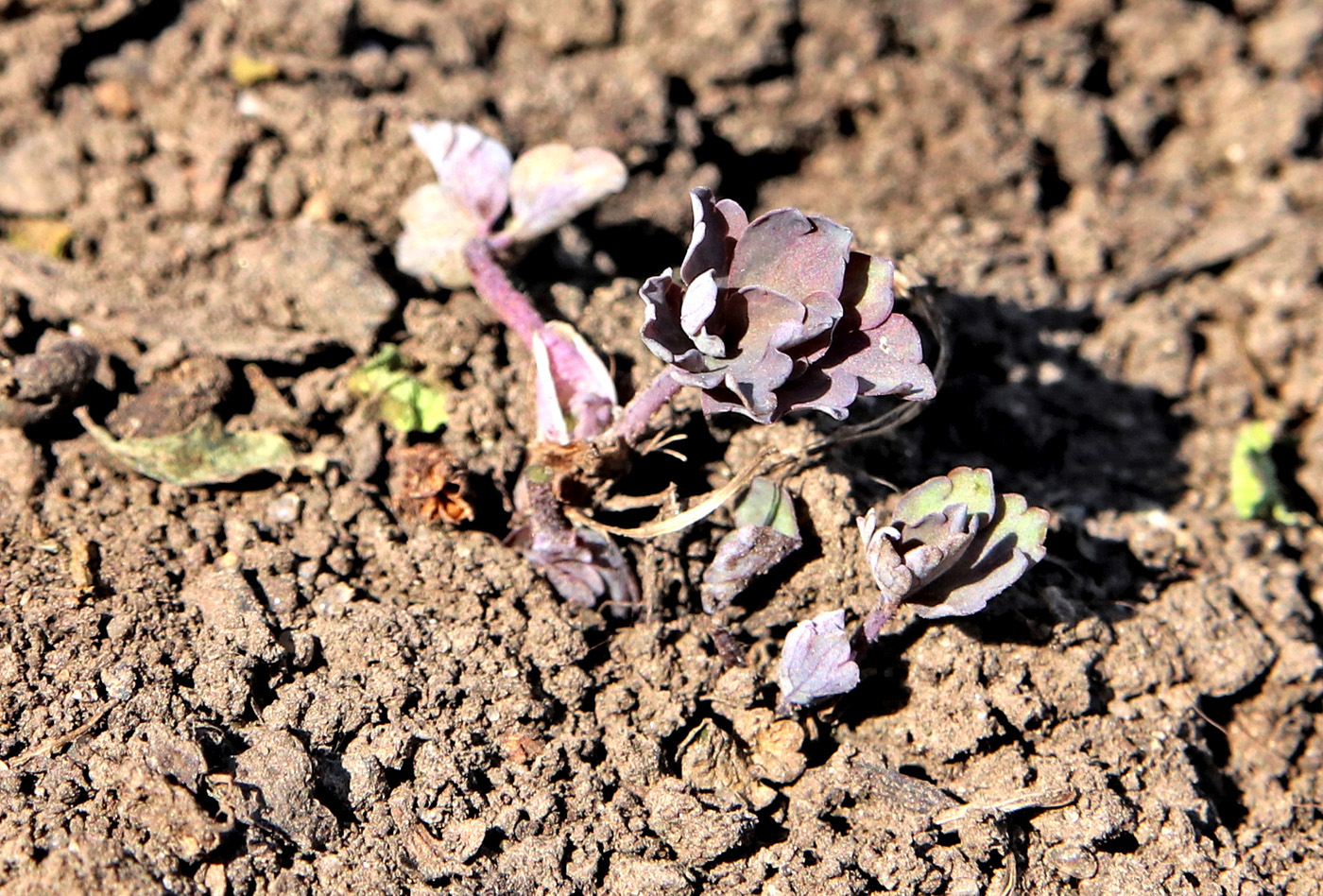 Image of Aquilegia oxysepala specimen.