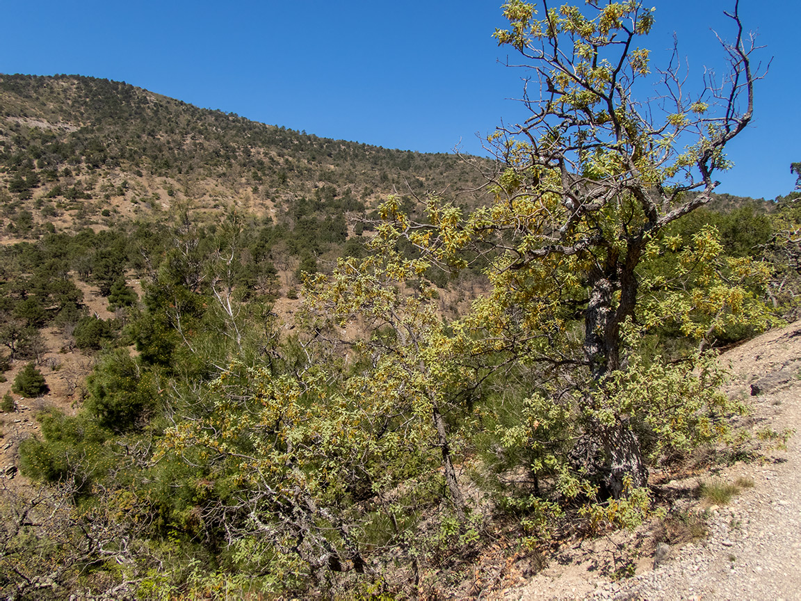 Image of Quercus pubescens specimen.