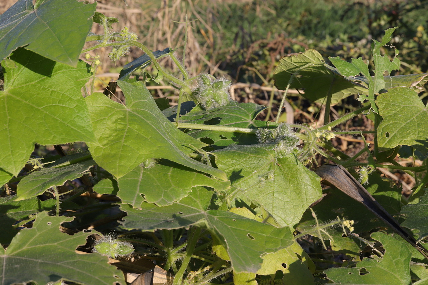 Изображение особи Sicyos angulatus.