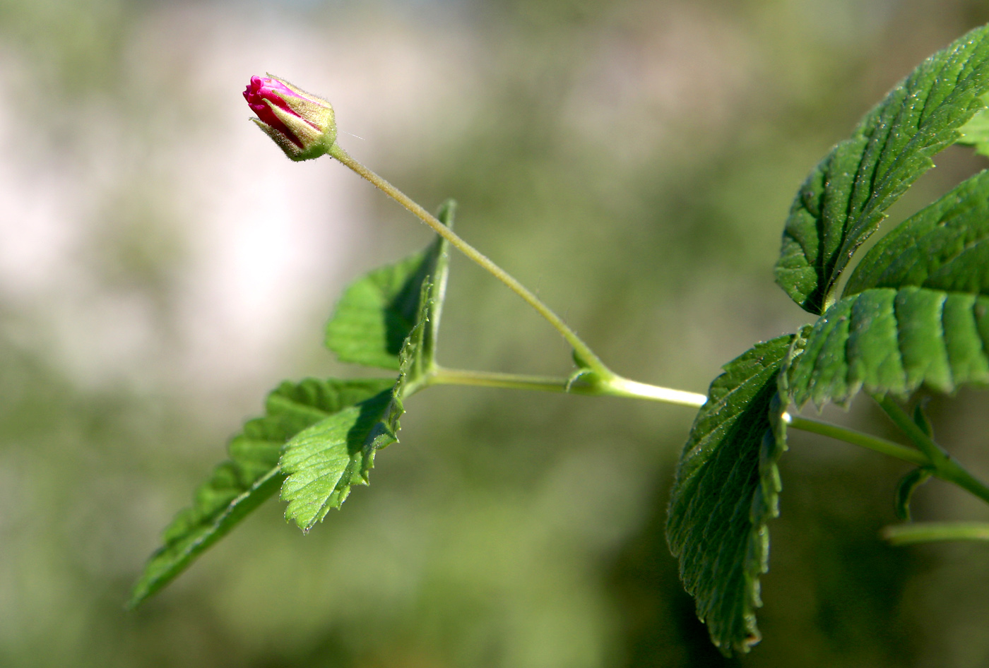 Изображение особи Rubus arcticus.