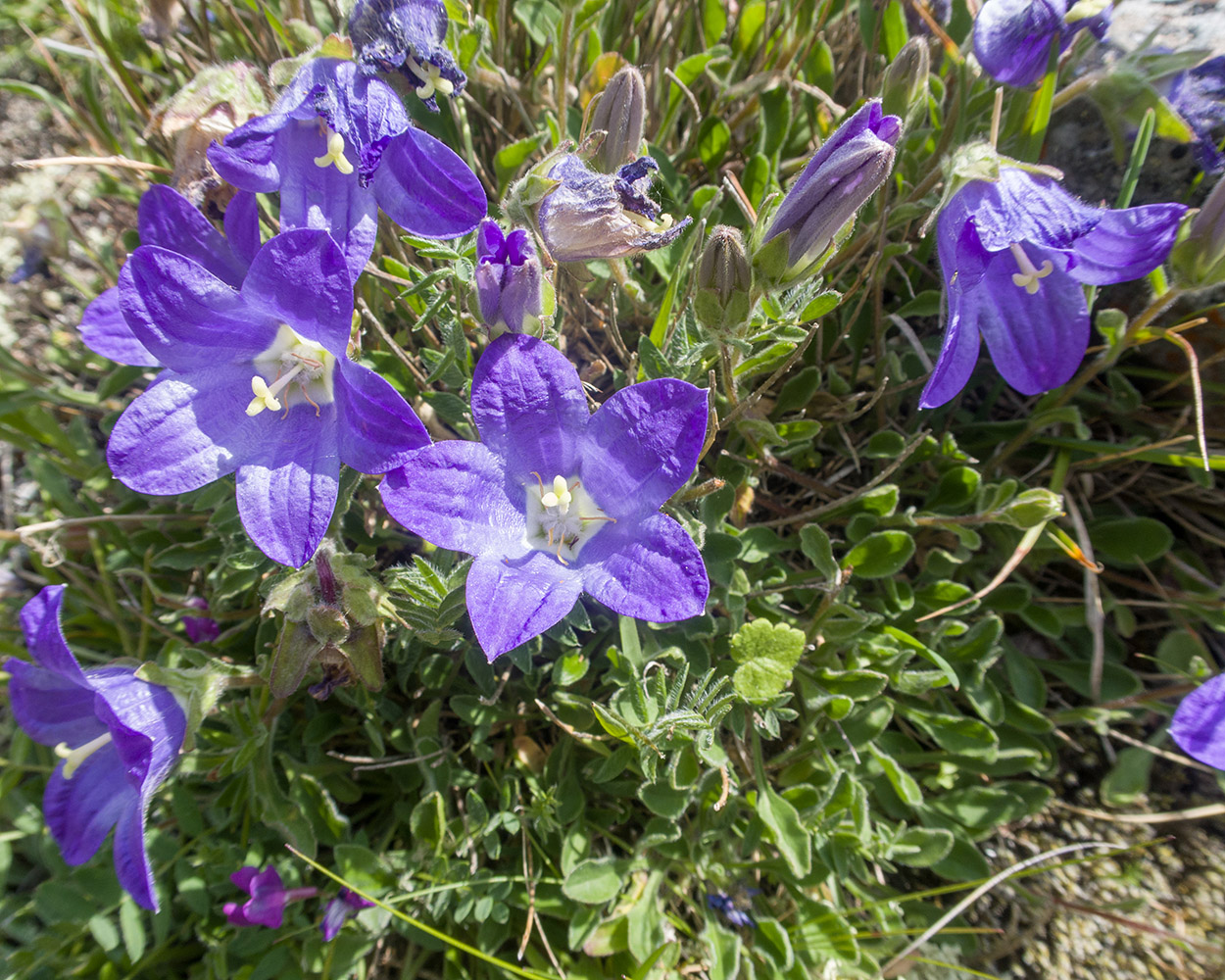 Изображение особи Campanula saxifraga.